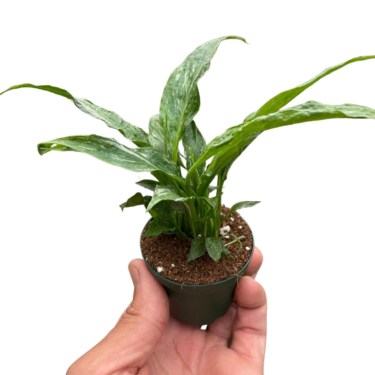 Spathiphyllum Domino Variegated Peace Lily in 3 inch nursery planter on white background