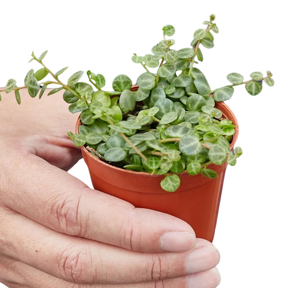 String of Turtle Houseplant in 3 inch nursery planter being held by a person for scale on a white background.