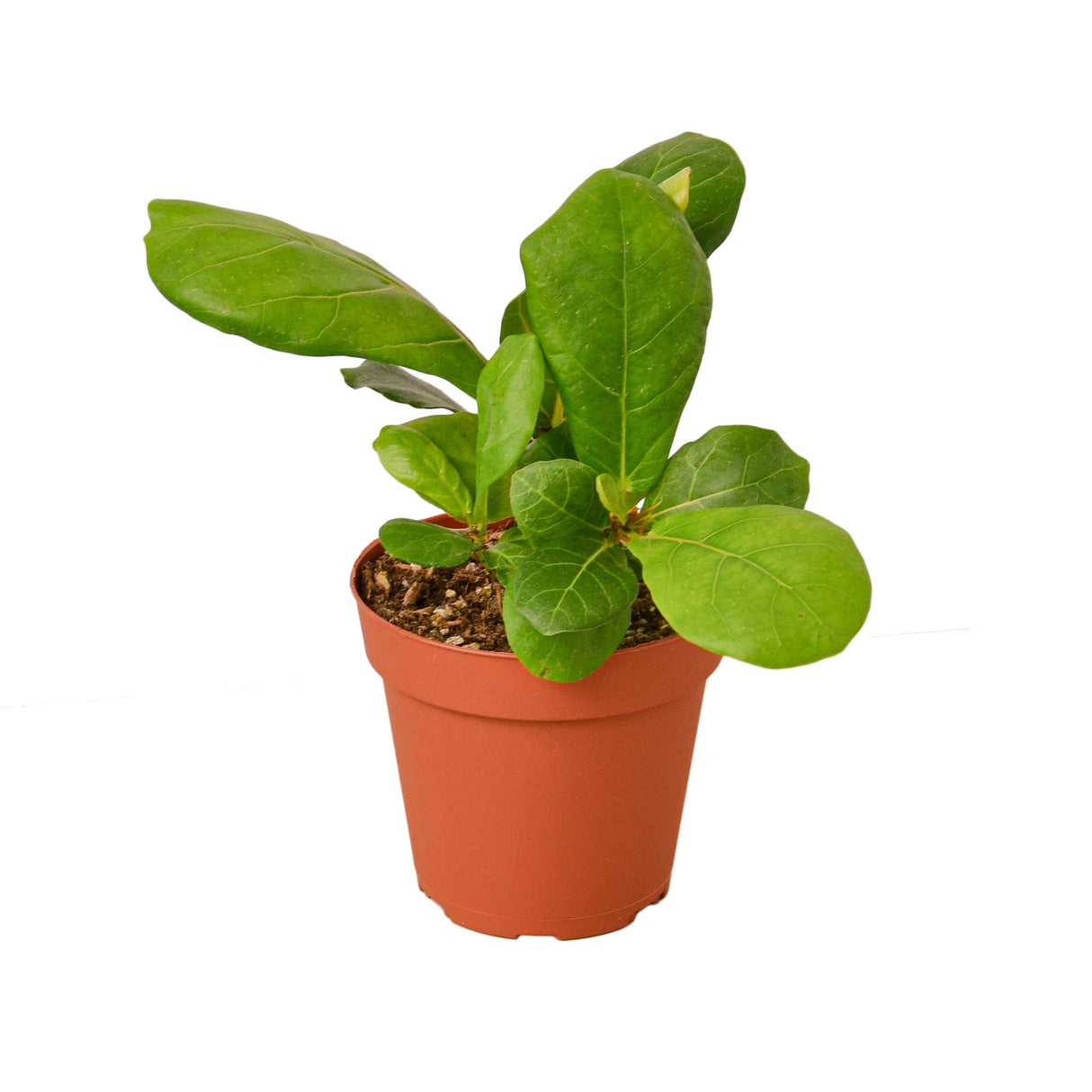 Small fiddle leaf fig houseplant in 4 inch nursery planter
