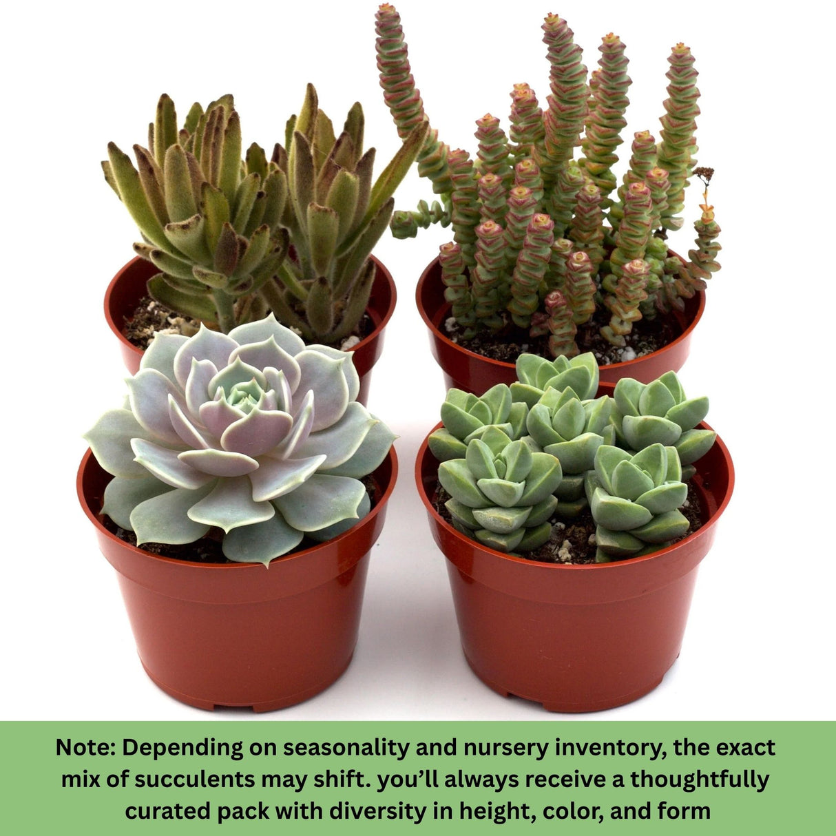 4-pack cactus and succulent blend with diversity in size shape and color ready to create an incredible display with a note about the exact varieties shifting based on seasonality and nursery inventory.