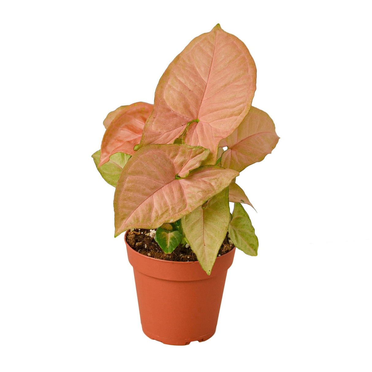 Strawberry Syngonium Houseplant in 4 inch nursery planter on white background