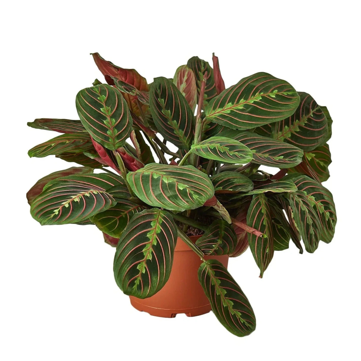 Large vibrant red maranta houseplant in nursery pot on plain white background.