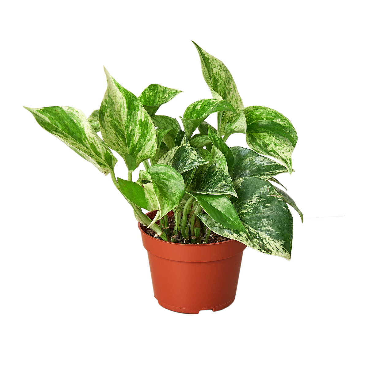Person holding a small Pothos 'Marble Queen' plant in a red-brown plastic pot.