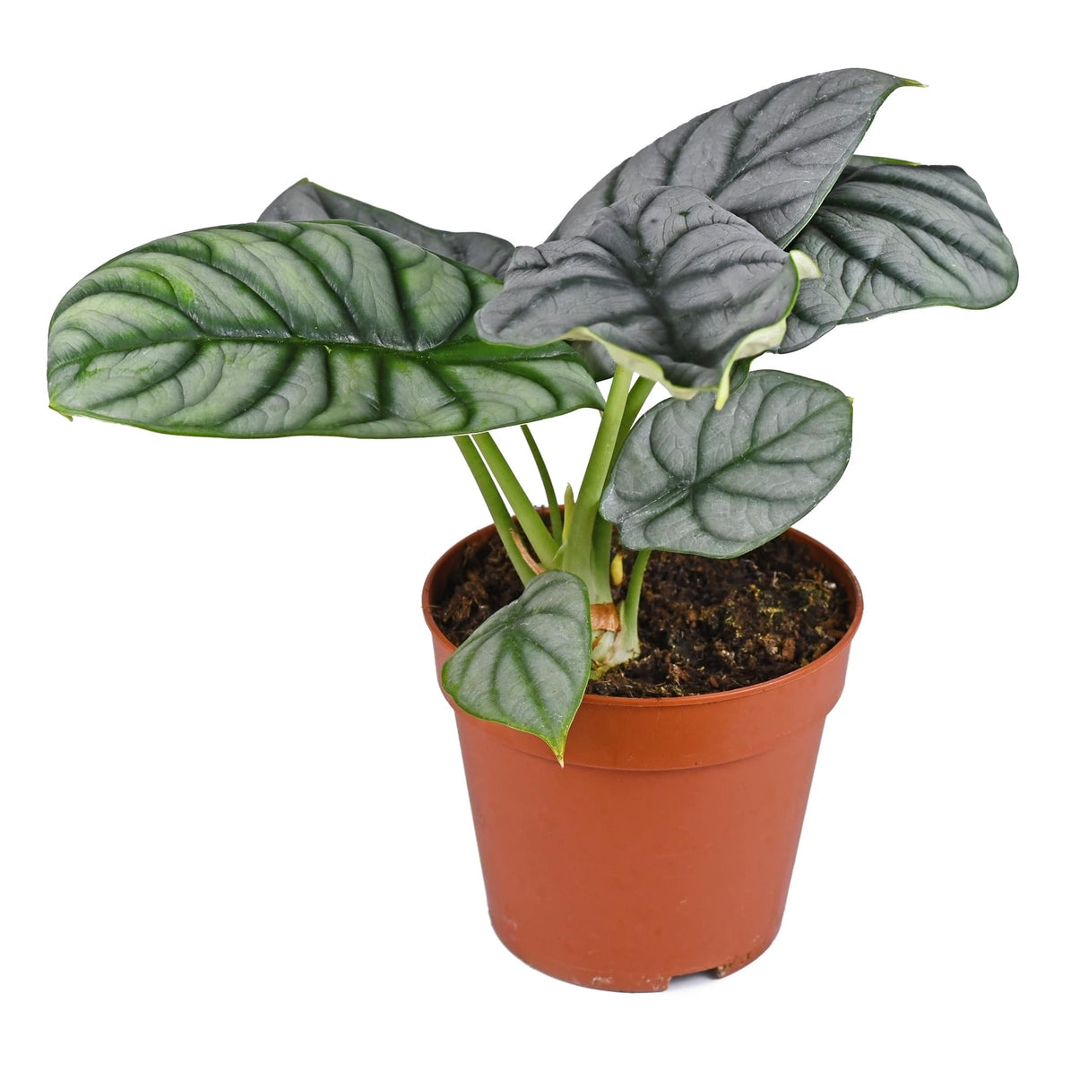 Alocasia Silver Dragon