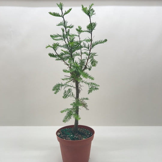 A young Bald Cypress sapling in a 4 inch nursery pot against a plain white background.