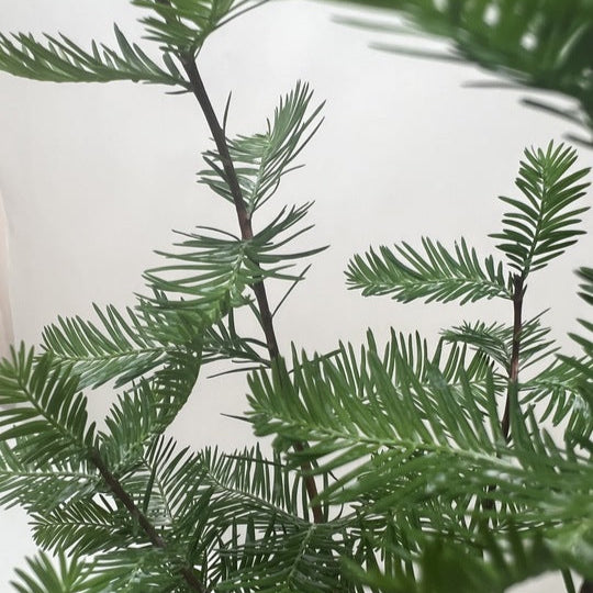 Close-up of Bald Cypress needle-like leaves, showcasing their feathery texture.