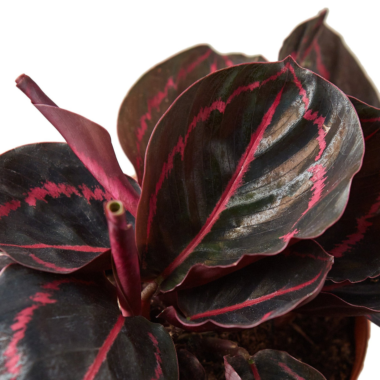 Close-up of Calathea 'Dottie' leaves, emphasizing pink highlights patterning the dark foliage.