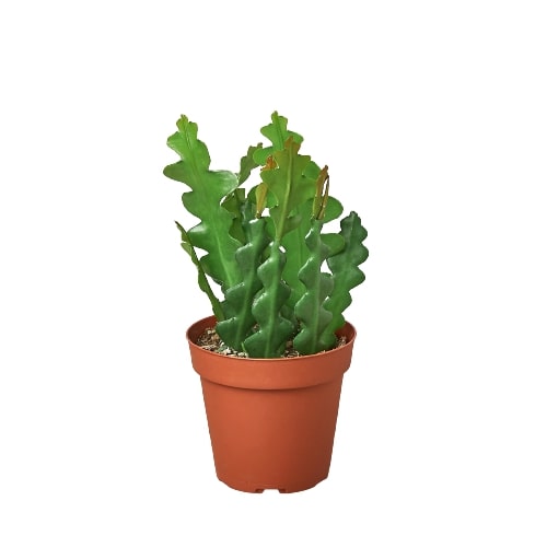 'Ric Rac' Fishbone Cactus