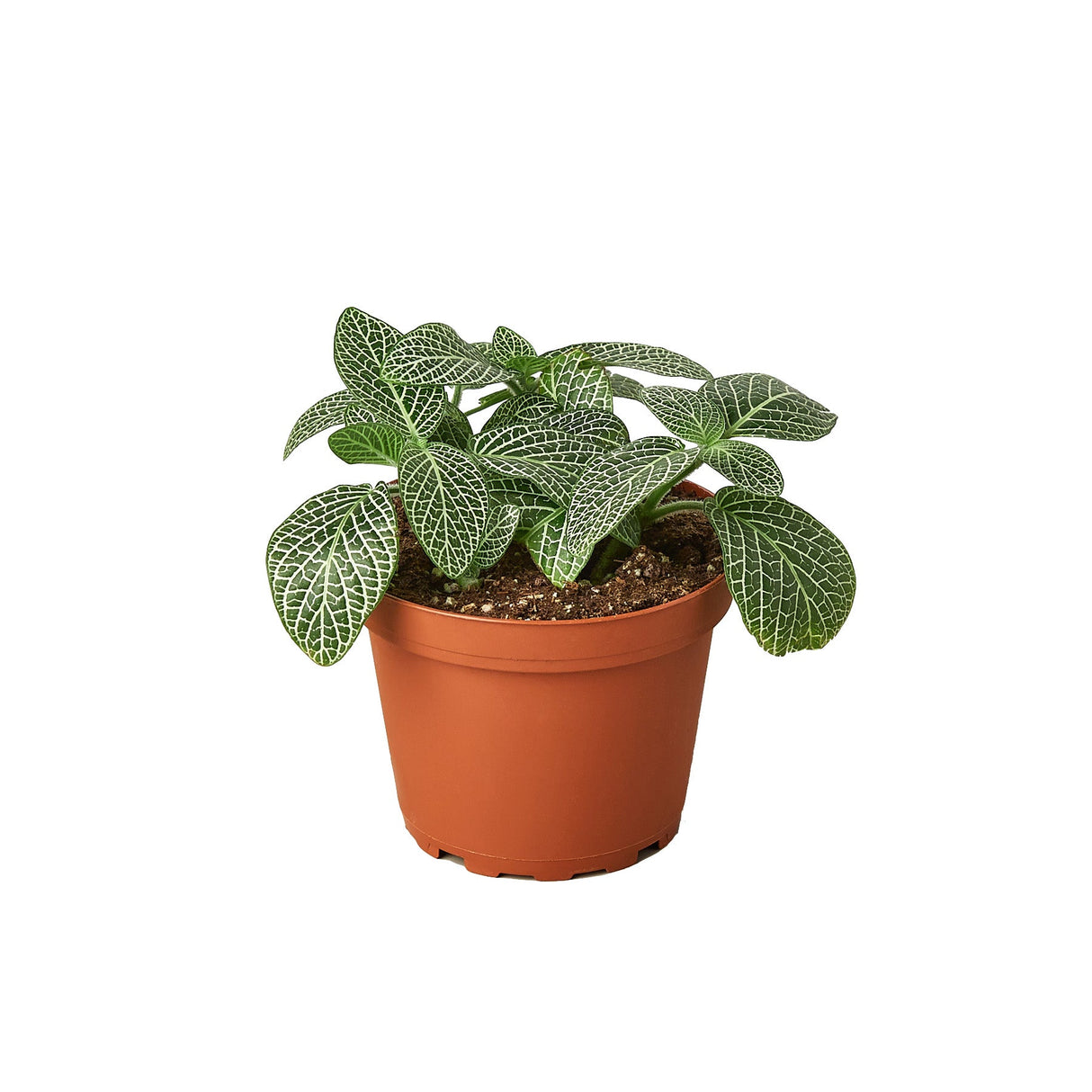 Fittonia albivenis white nerve plant in 4 inch nursery planter on white background