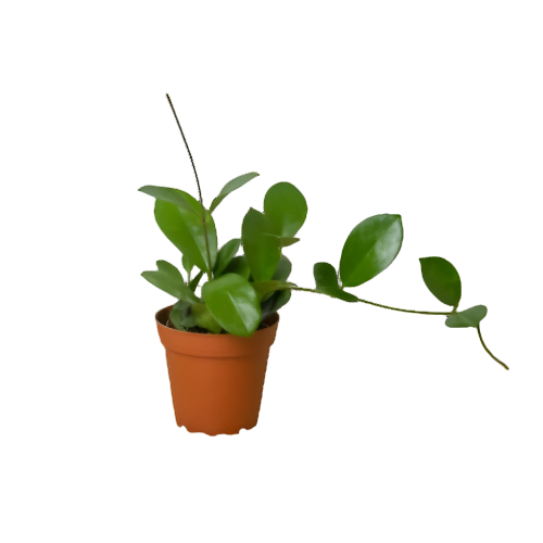 Hoya 'Australis' plant in small nursery planter on white background