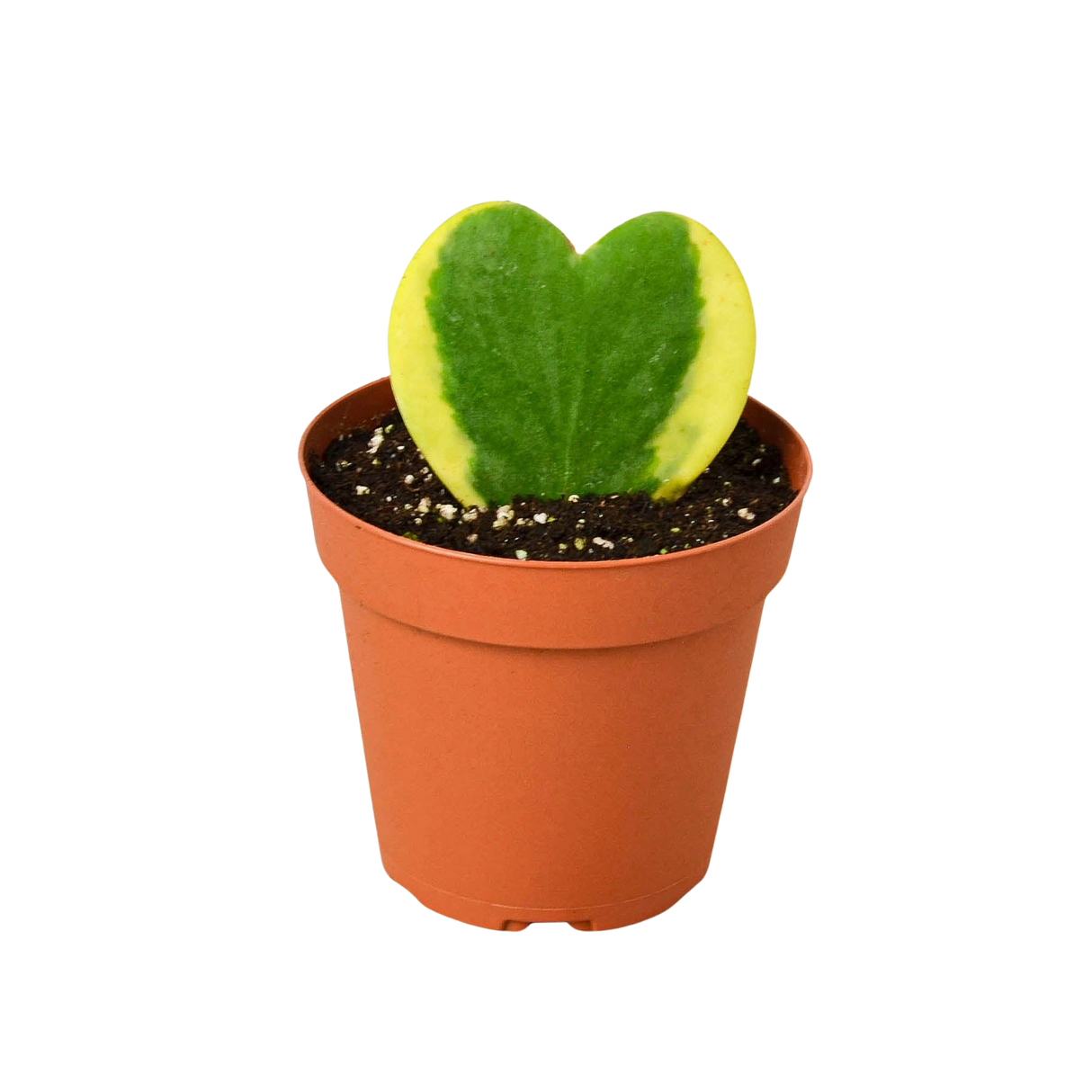 isolated 4 inch planter with a hoya heart variegated variety