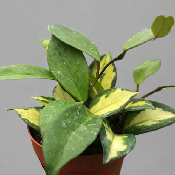 HOYA KRIMSON PRINCESS in nursery planter