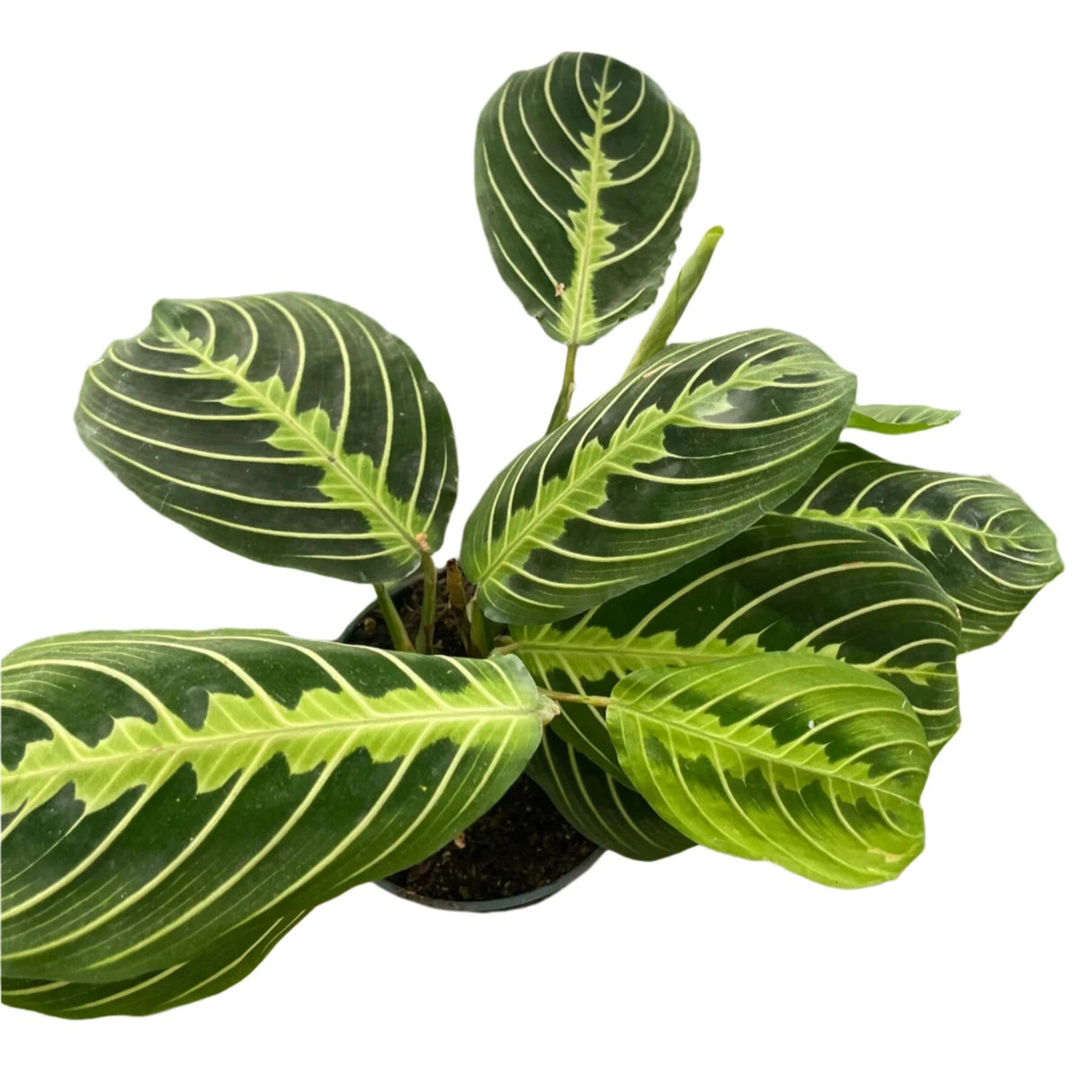 A young Maranta 'Lemon Lime' plant with exotic green and yellow leaves in 4 inch nursery pot on white background.