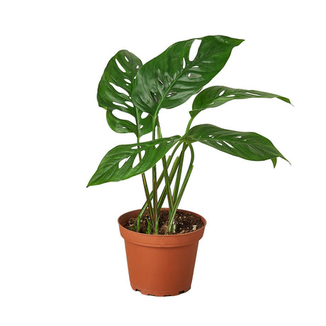 Monstera Adansonii Swiss cheese houseplant in 4 inch nursery planter on white background