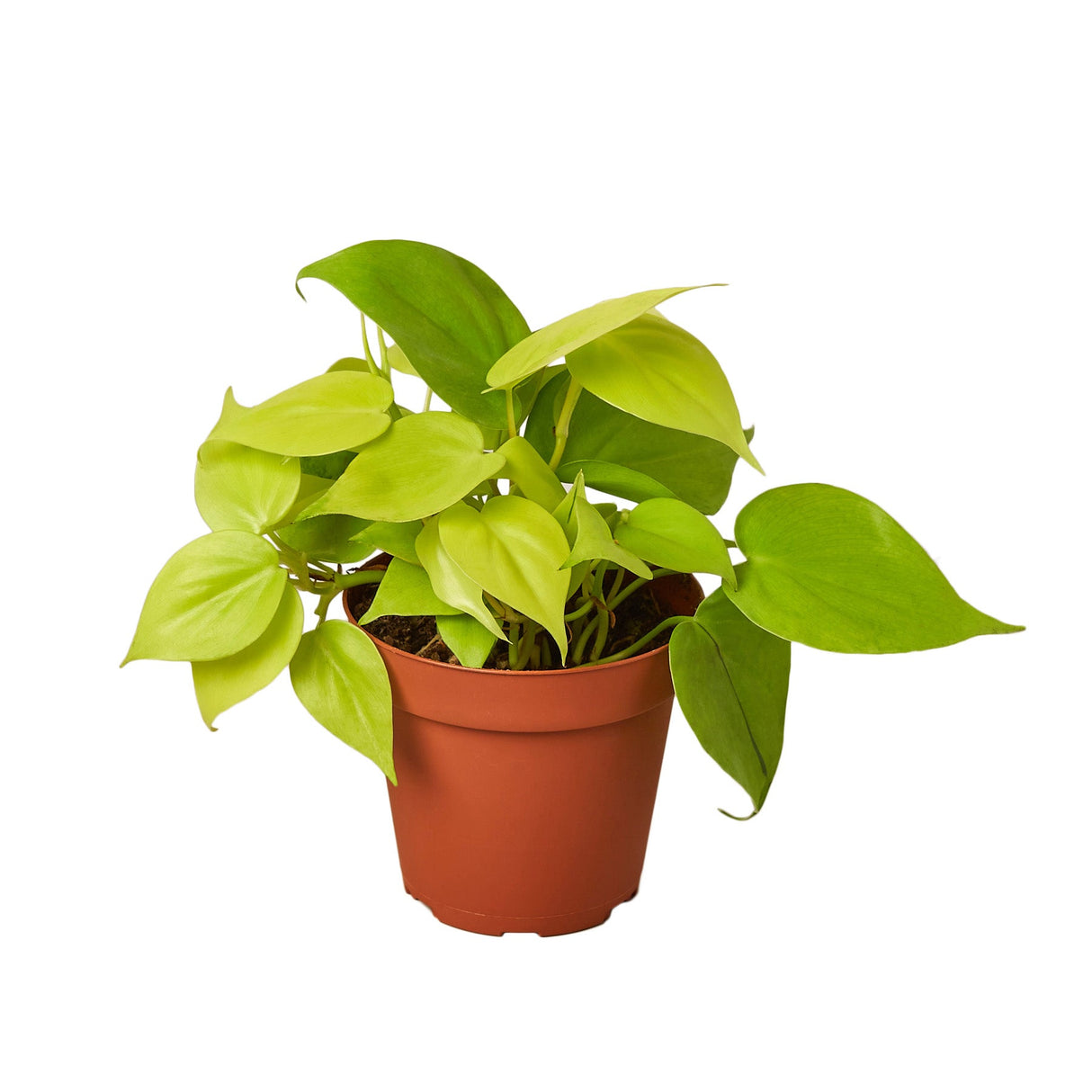 Neon Philodendron in a 4 inch nursery planter on white background