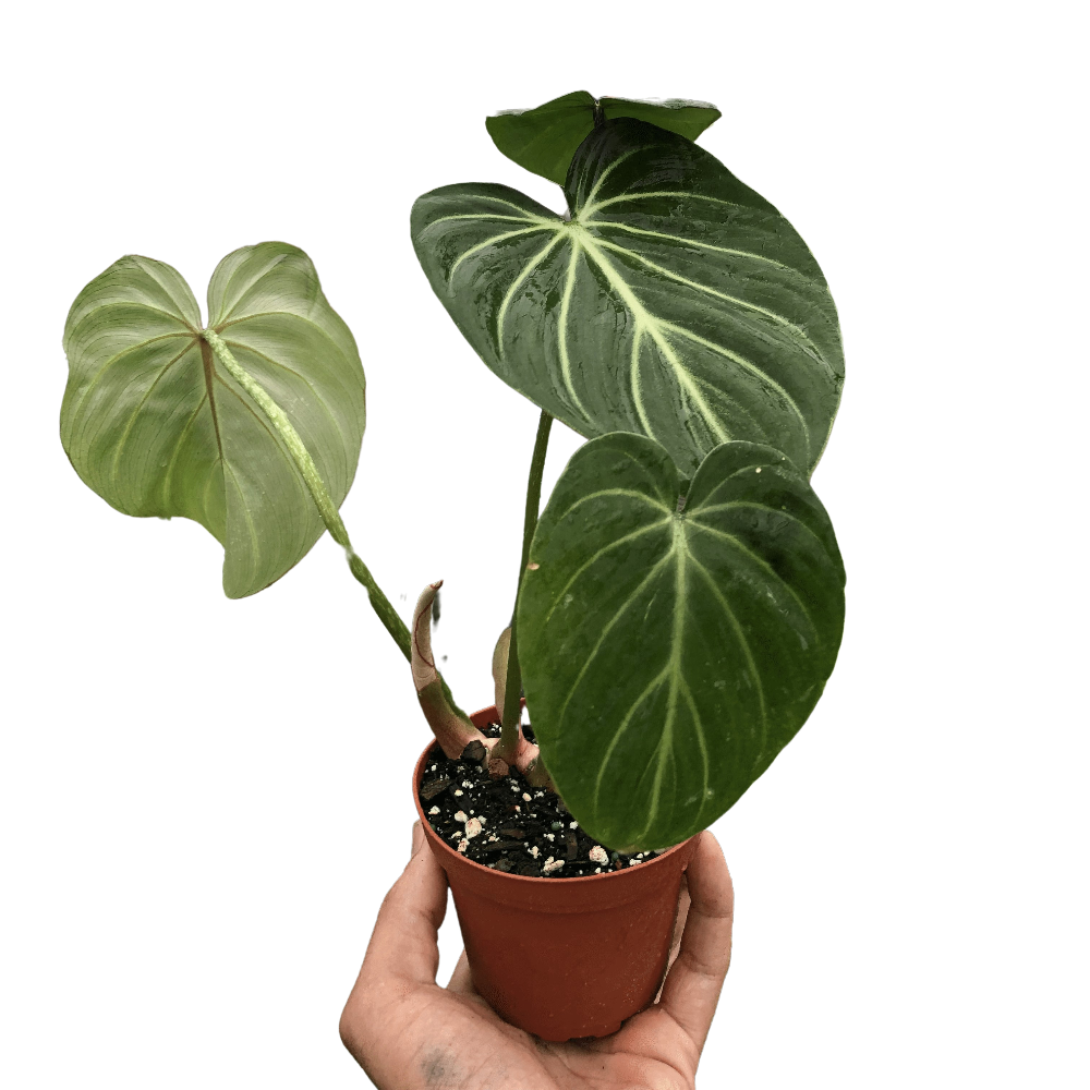 Houseplant philodendron gloriosum houseplant in 4 inch nursery planter.