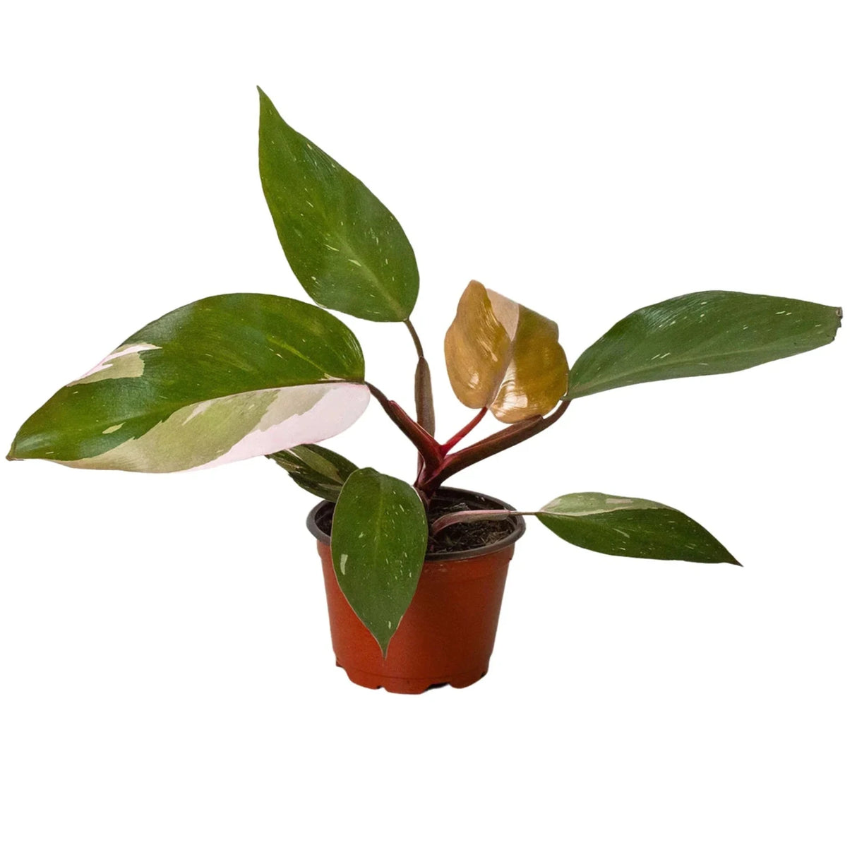 pink princess philodendron in a 4 inch planter on a white background