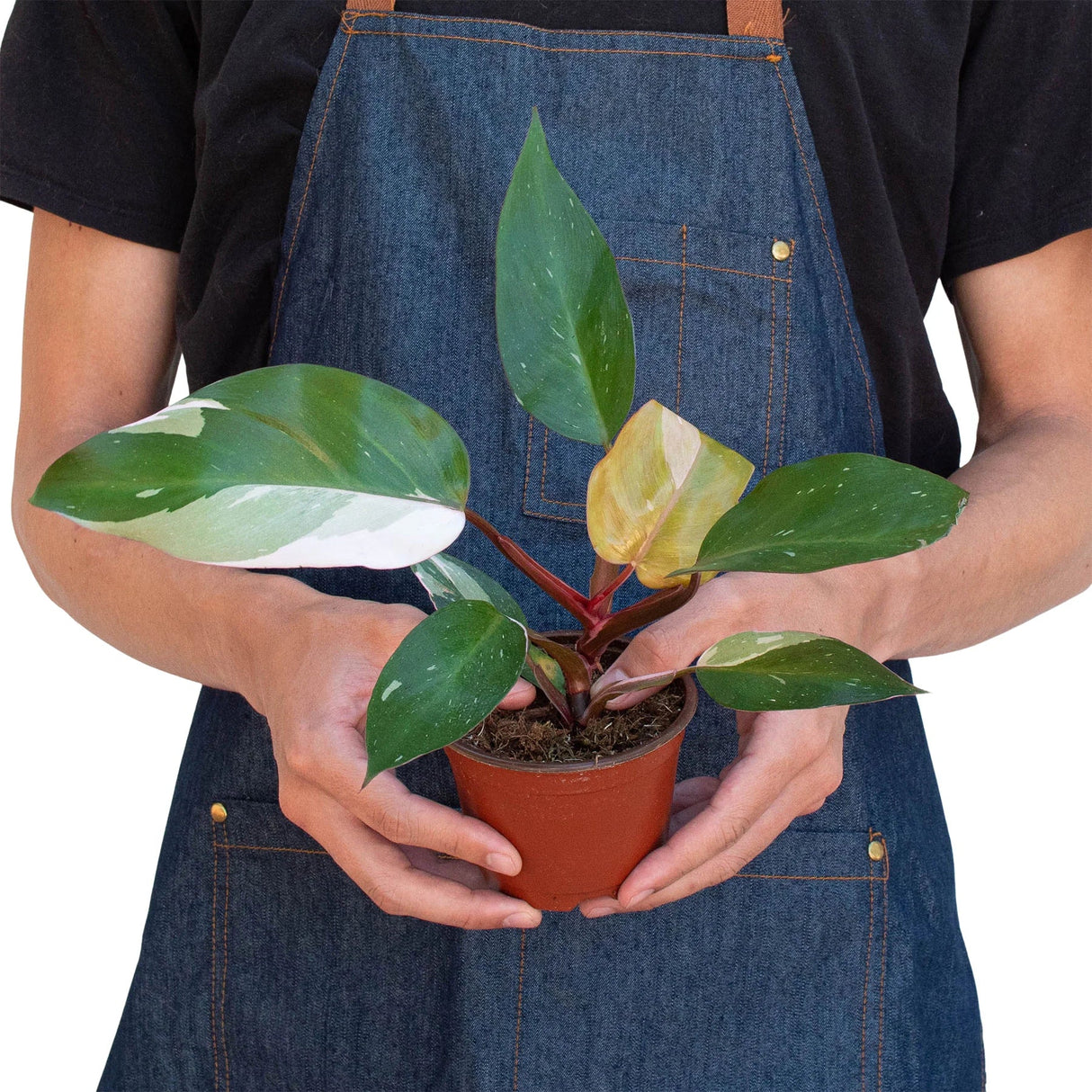 person holding a 4 inch planter with the philodendron pink princess houseplant in a nursery planter