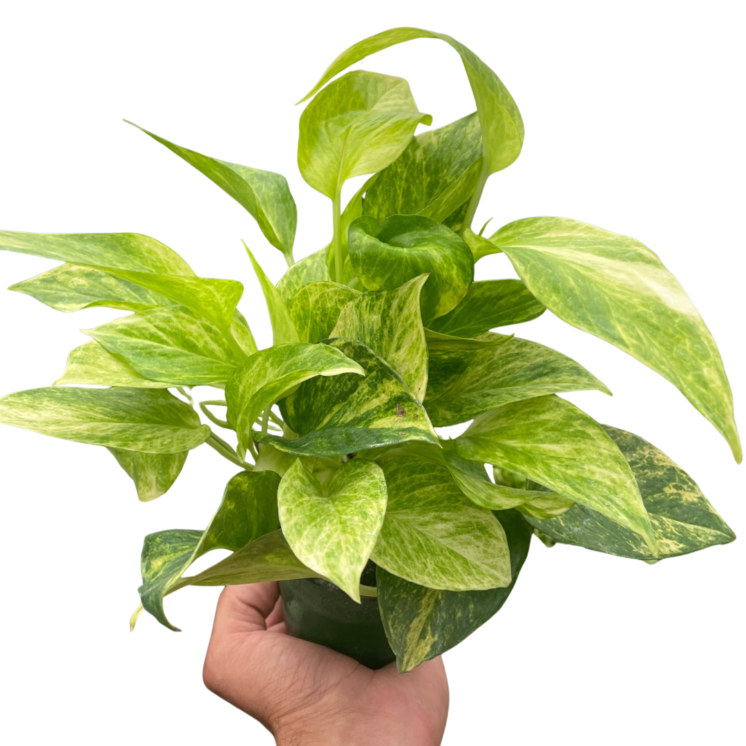 A hand holding the plant, showcasing its trailing variegated leaves.