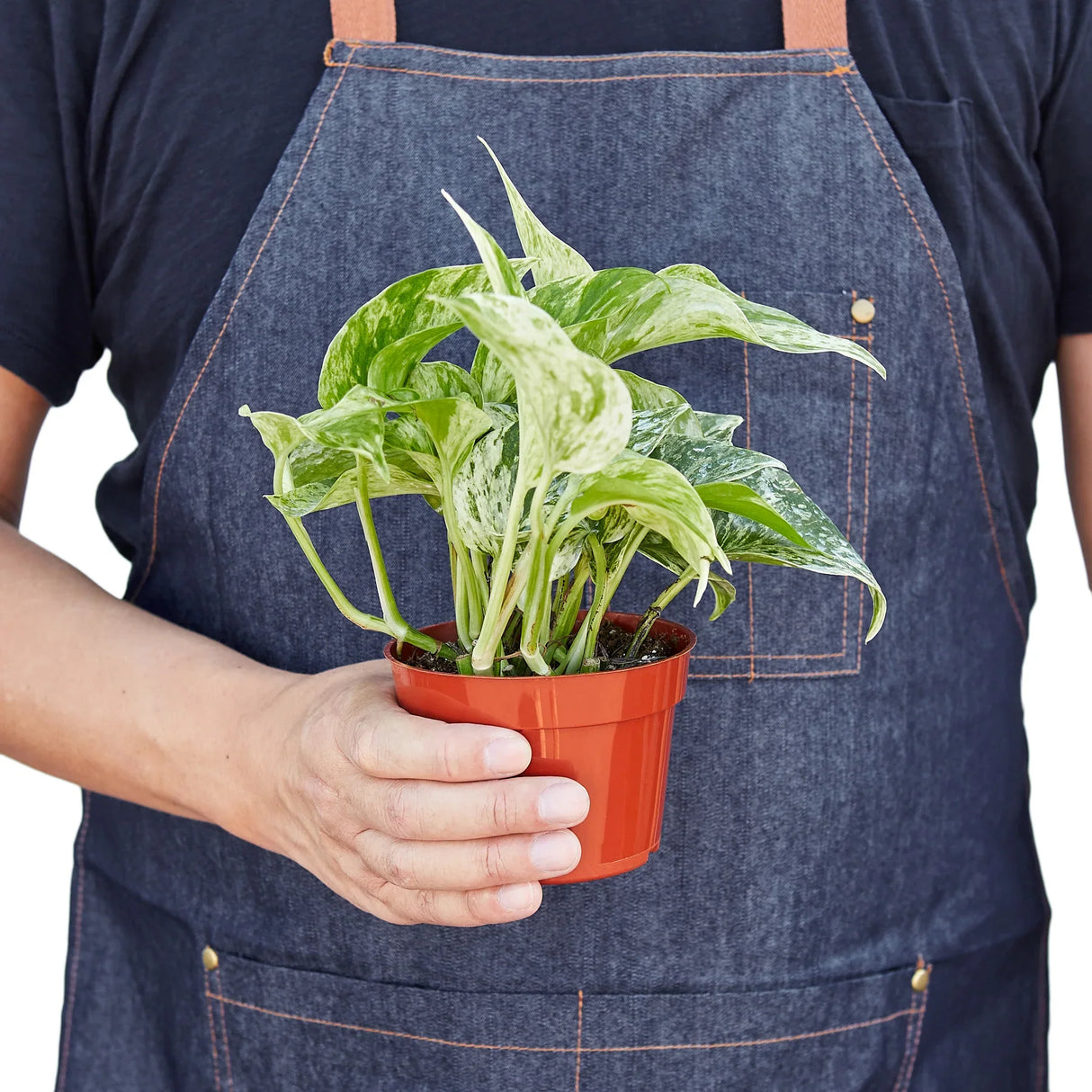Bushy Pothos 'Marble Queen' plant with abundant variegated foliage.