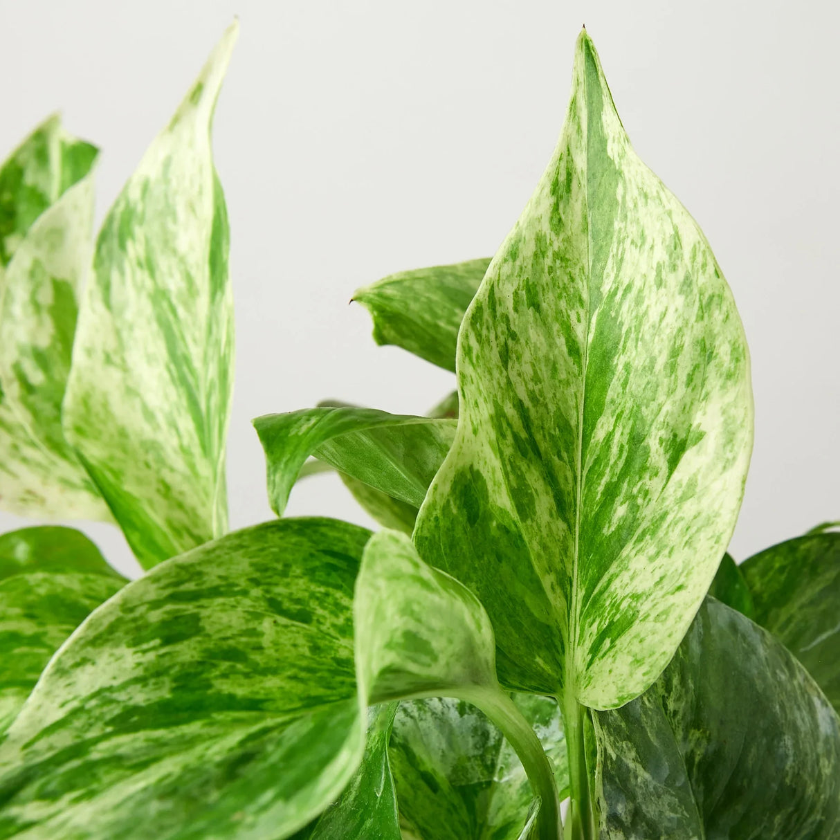 Close-up of a Pothos 'Marble Queen' leaf with green and white marbling.