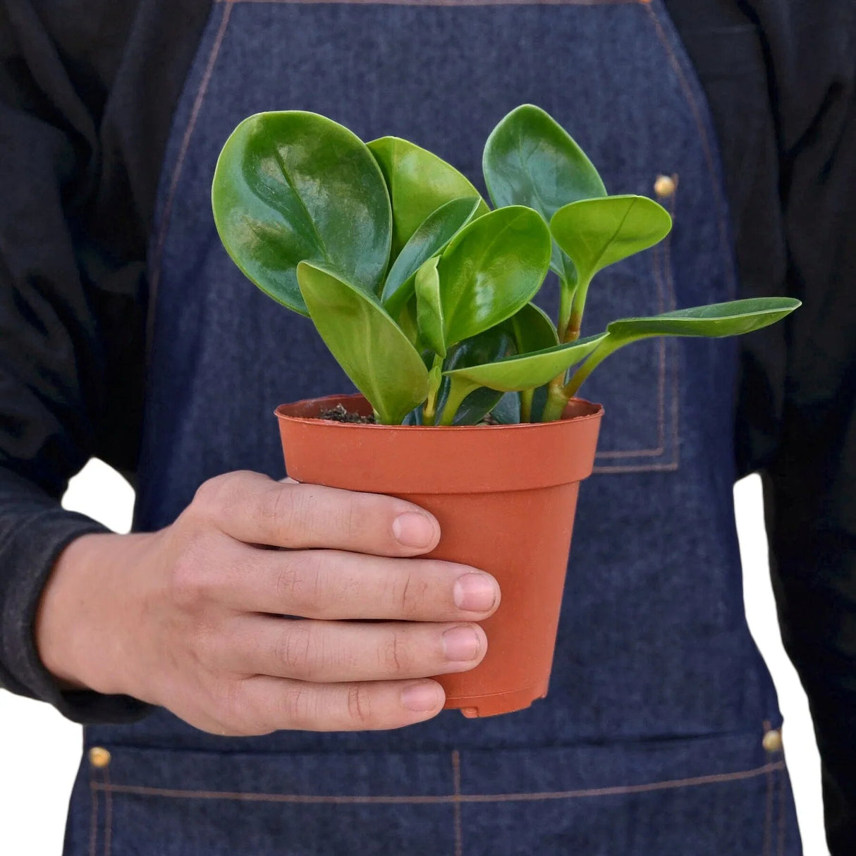 Peperomia Thailand, the Baby Rubber Houseplant, in a 4 inch planter being held by a person in a blue denim apron.