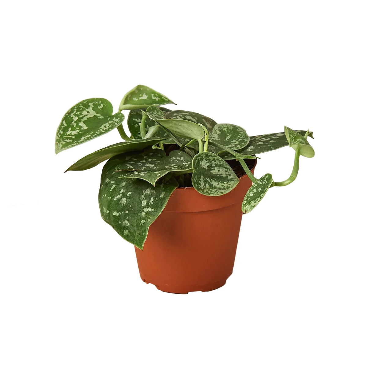 Satin Pothos houseplant in nursery planter on isolated background