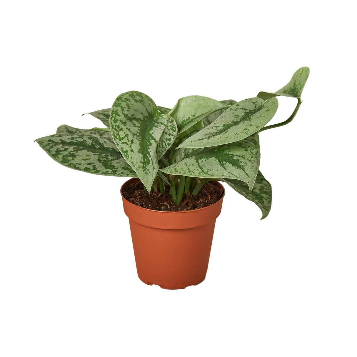 Scindapsus pictus exotica houseplant in 4 inch nursery planter on white background