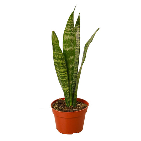 Snake Plant 'Zeylanica' in 4 inch nursery planter on white background