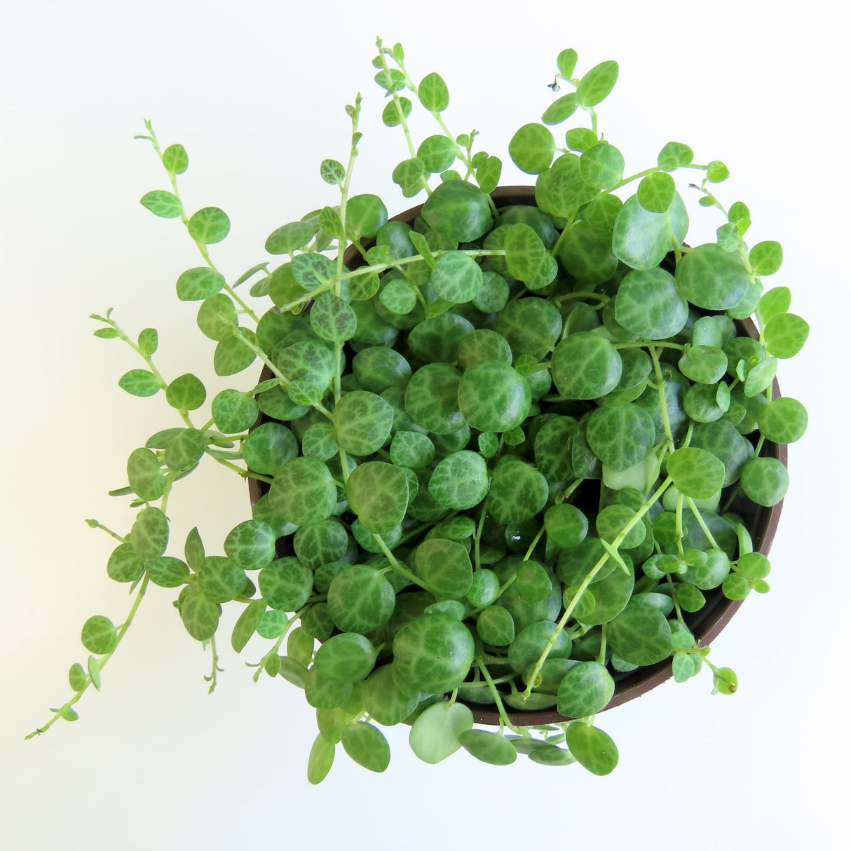 Top view of the string of turtles succulent in a nursery planter.
