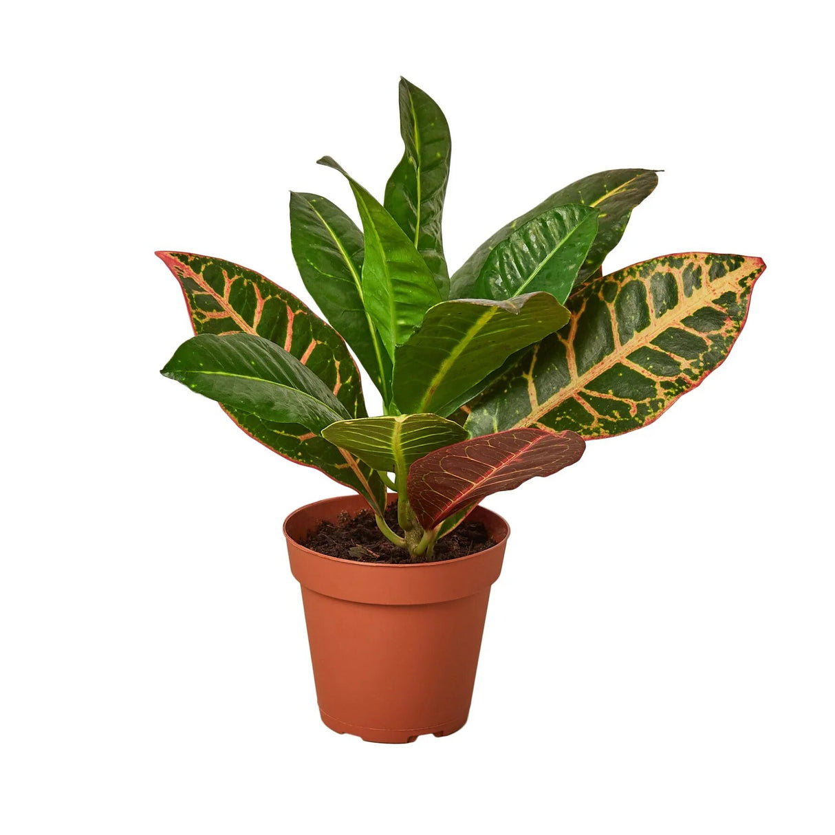 Codiadeum variegatum croton petra houseplant in 4 inch planter on white background