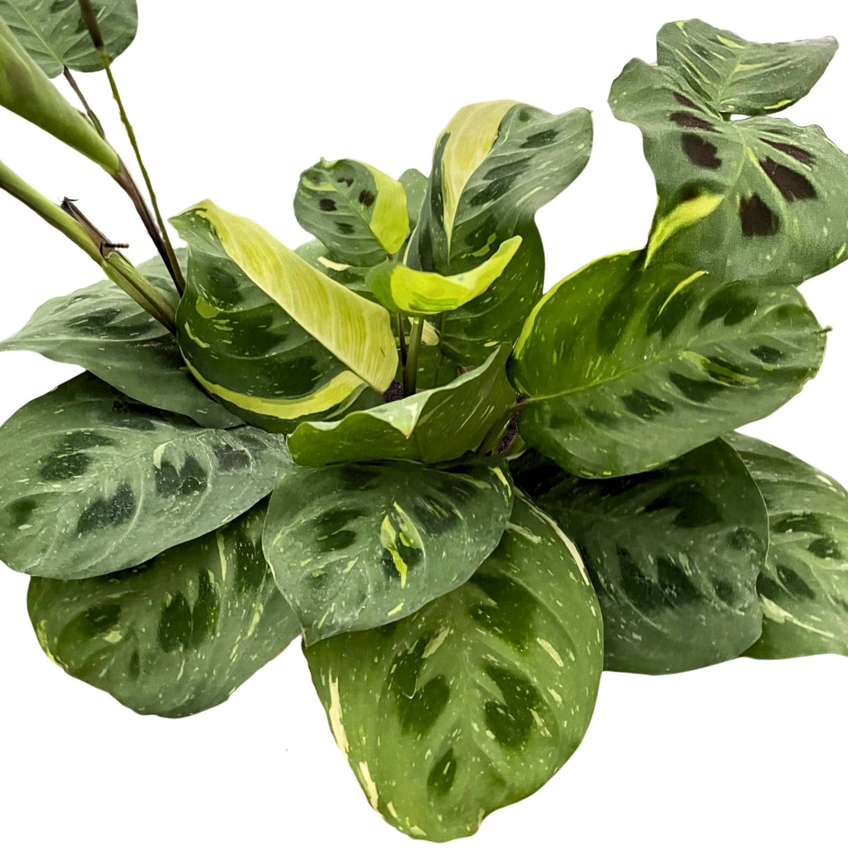 Maranta Beauty Kim houseplant in a 4 inch nursery planter on white background