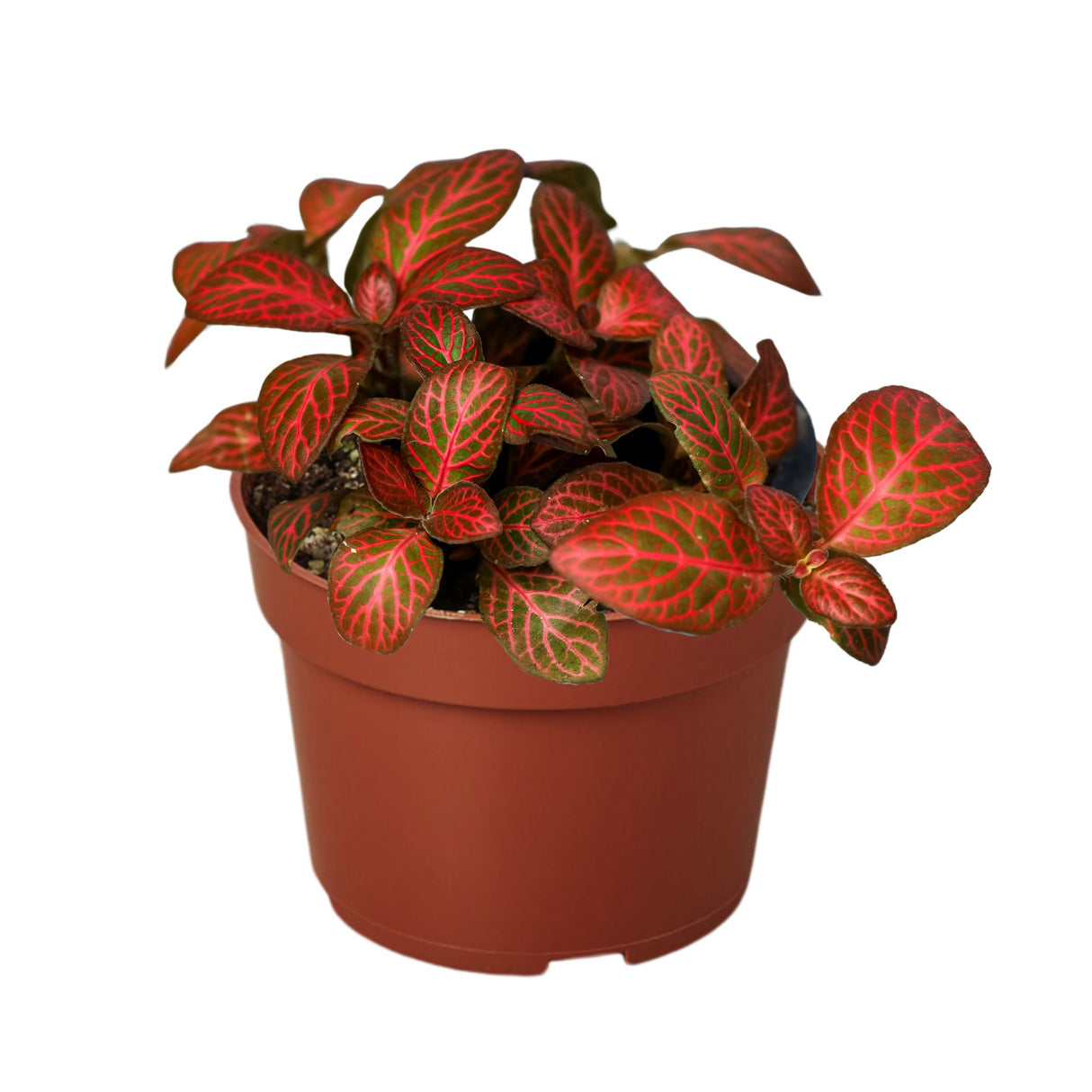 Red Fittonia Houseplant in 4 inch nursery planter on white background