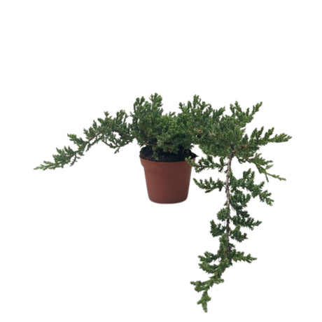 Bonsai Juniper