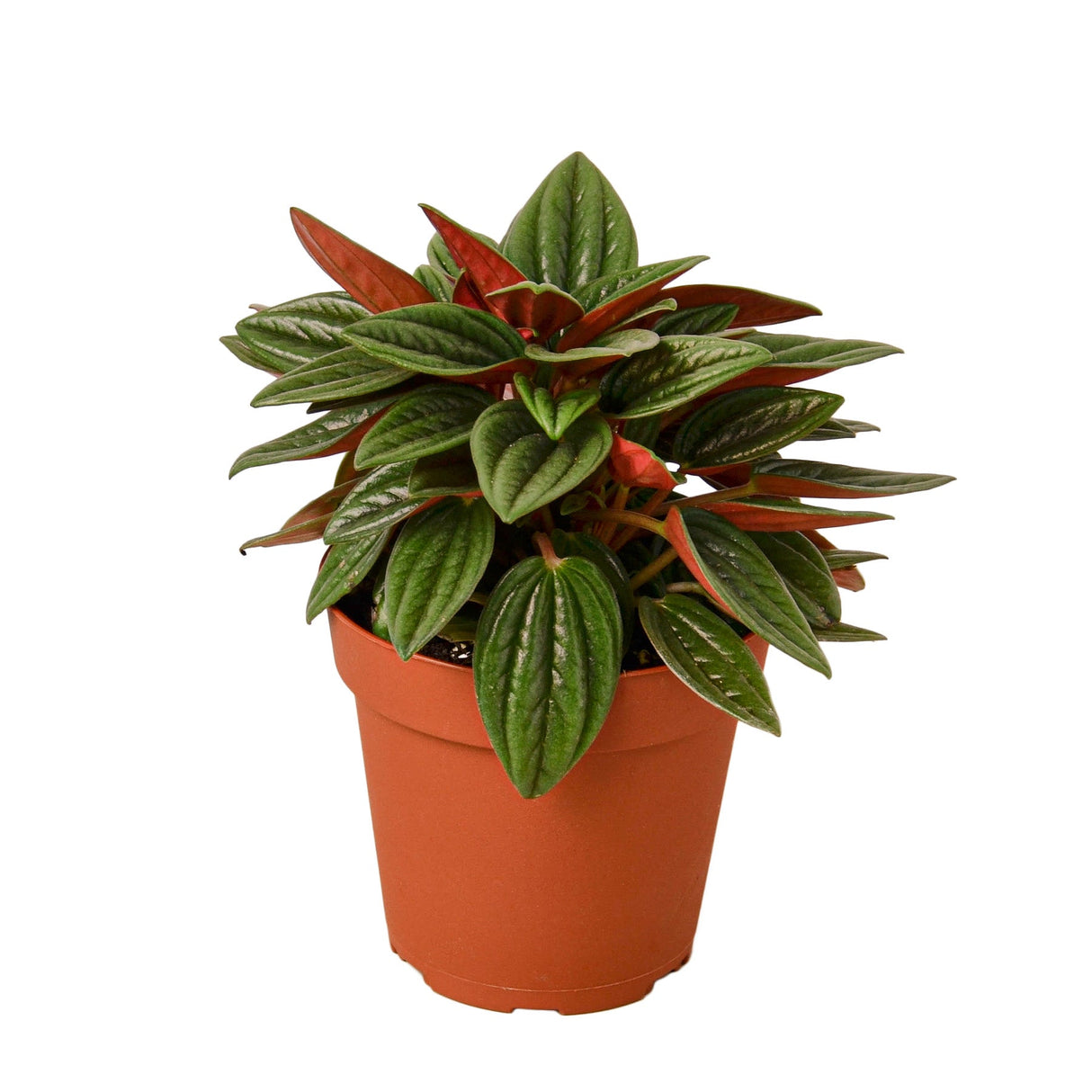 Peperomia Rosso Houseplant in 4 inch nursery planter on white background