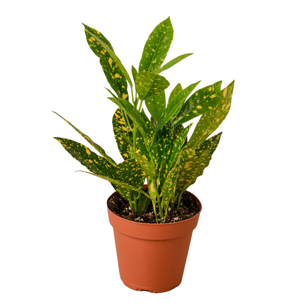 Croton 'Gold Dust' plant in a small terracotta pot, with upright green leaves speckled with yellow.