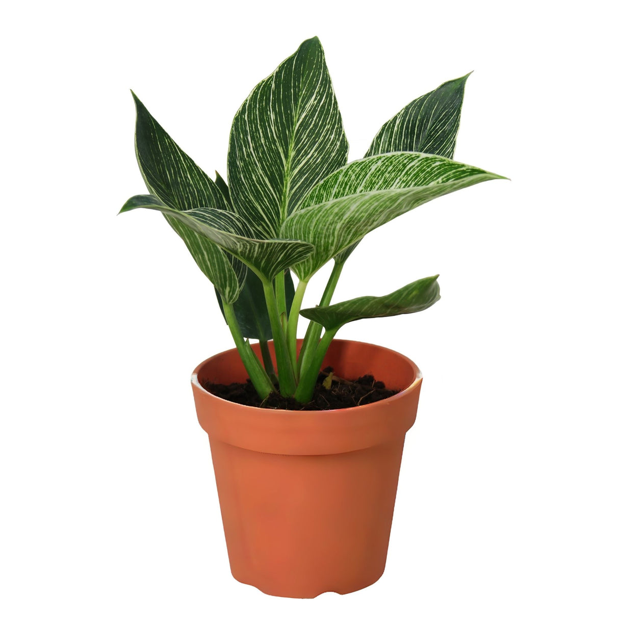 Philodendron 'Birkin'