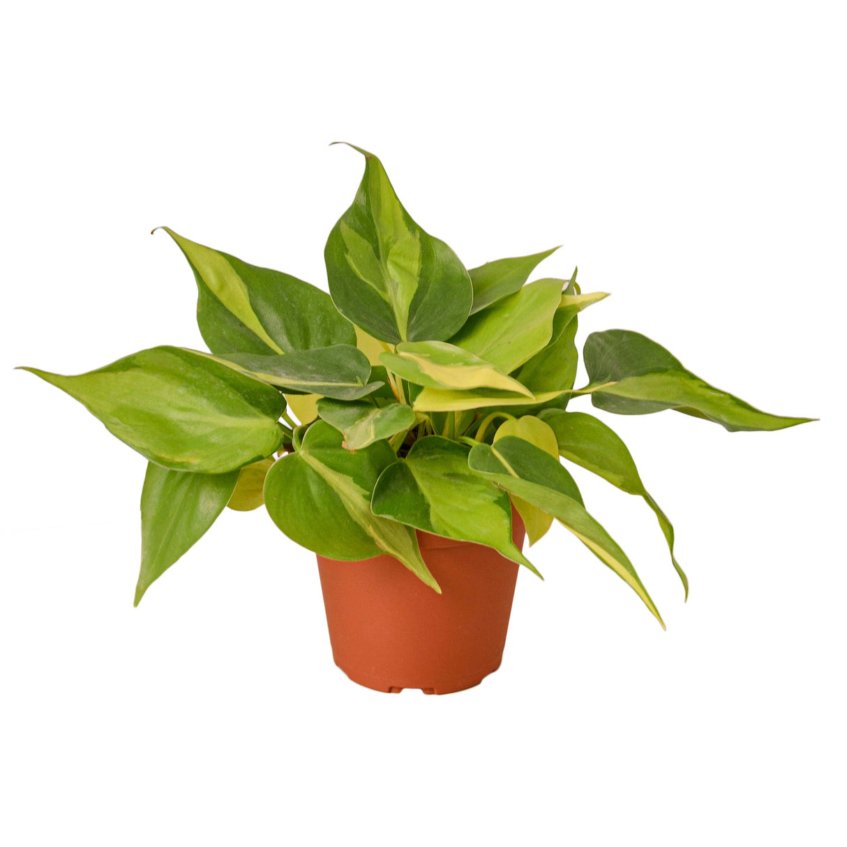 philodendron brasil houseplant in 4 inch planter with variegated foliage on white background