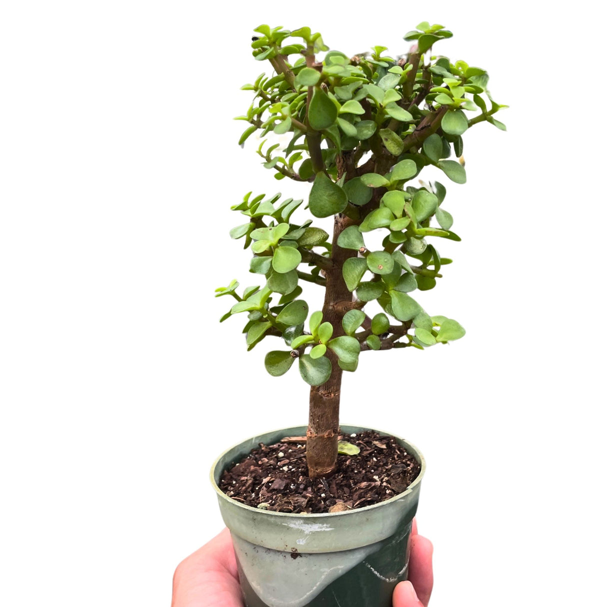 A young Dwarf Jade plant with small green leaves in a white plastic pot, held by a hand.