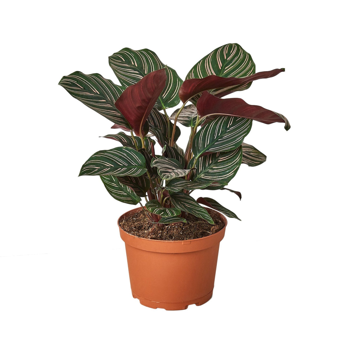 Calathea Ornata Houseplant in 6 inch nursery planter on white background