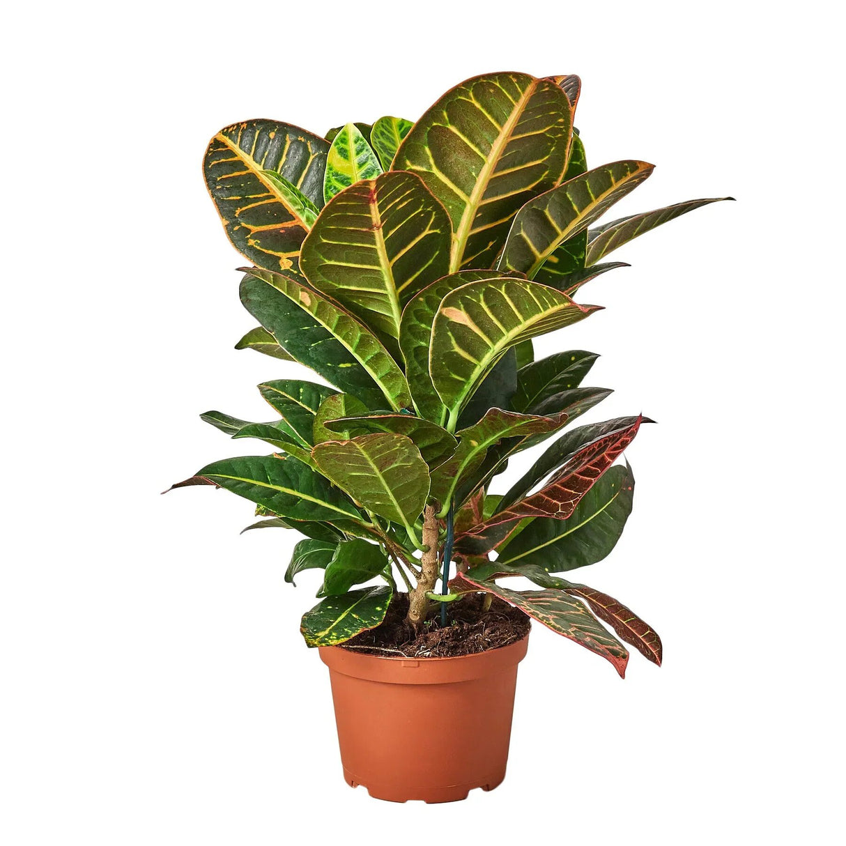 Codiadeum variegatum croton petra houseplant in 6 inch planter on white background