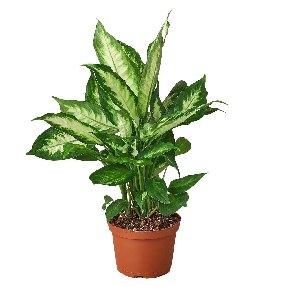 Dieffenbachia Carmille houseplant in 6 inch nursery planter on white background