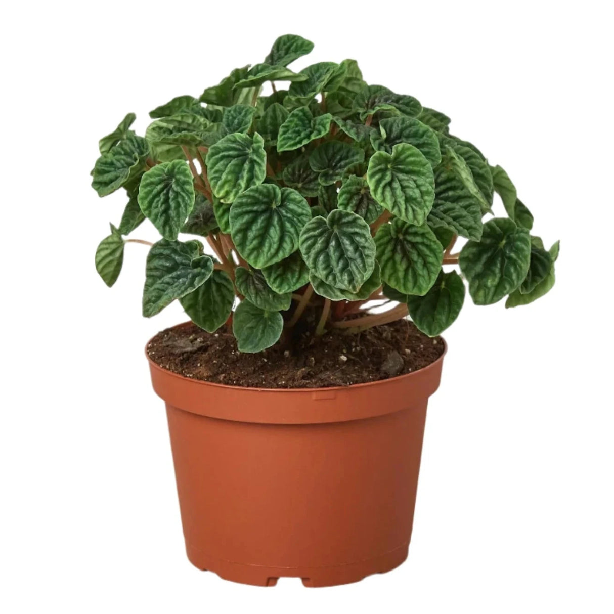Peperomia caperata ripple houseplant in a 6 inch nursery pot on white background