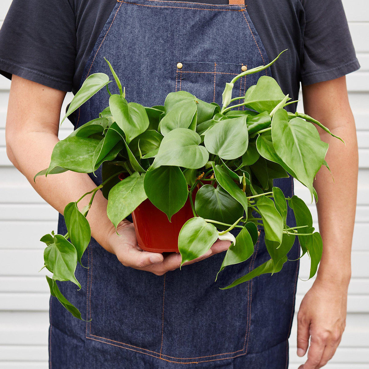 philodendron cordatum heartleaf houseplant in 6 inch planter being held by person in blue apron for scale