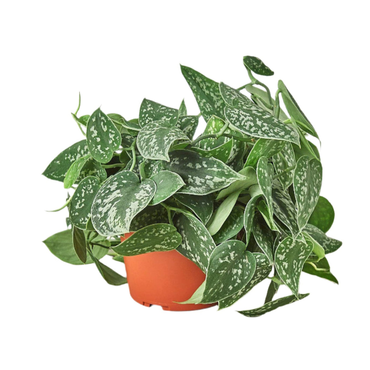 Satin Pothos houseplant in nursery planter on white background