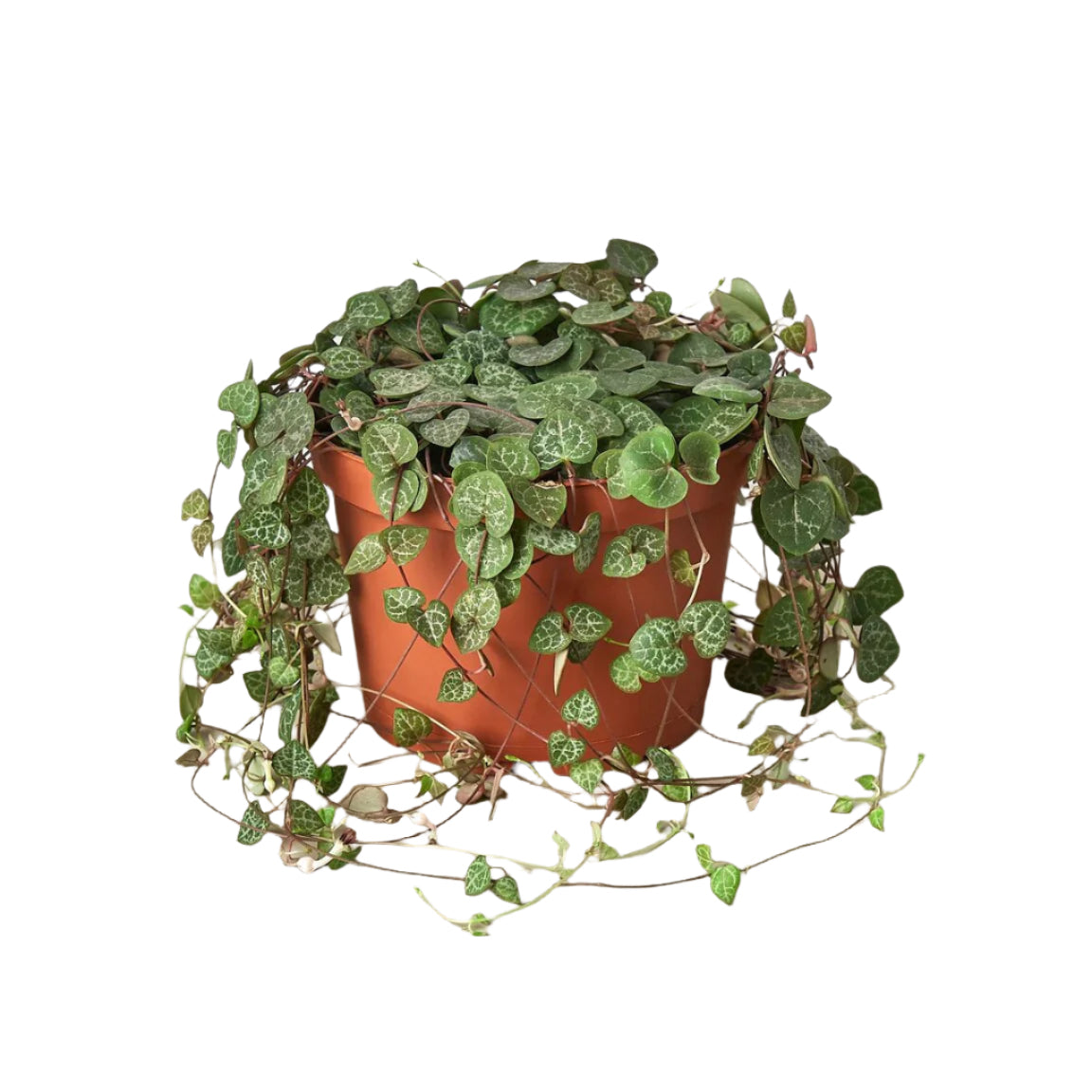 String of hearts succulent houseplant in 6 inch nursery planter on a white background