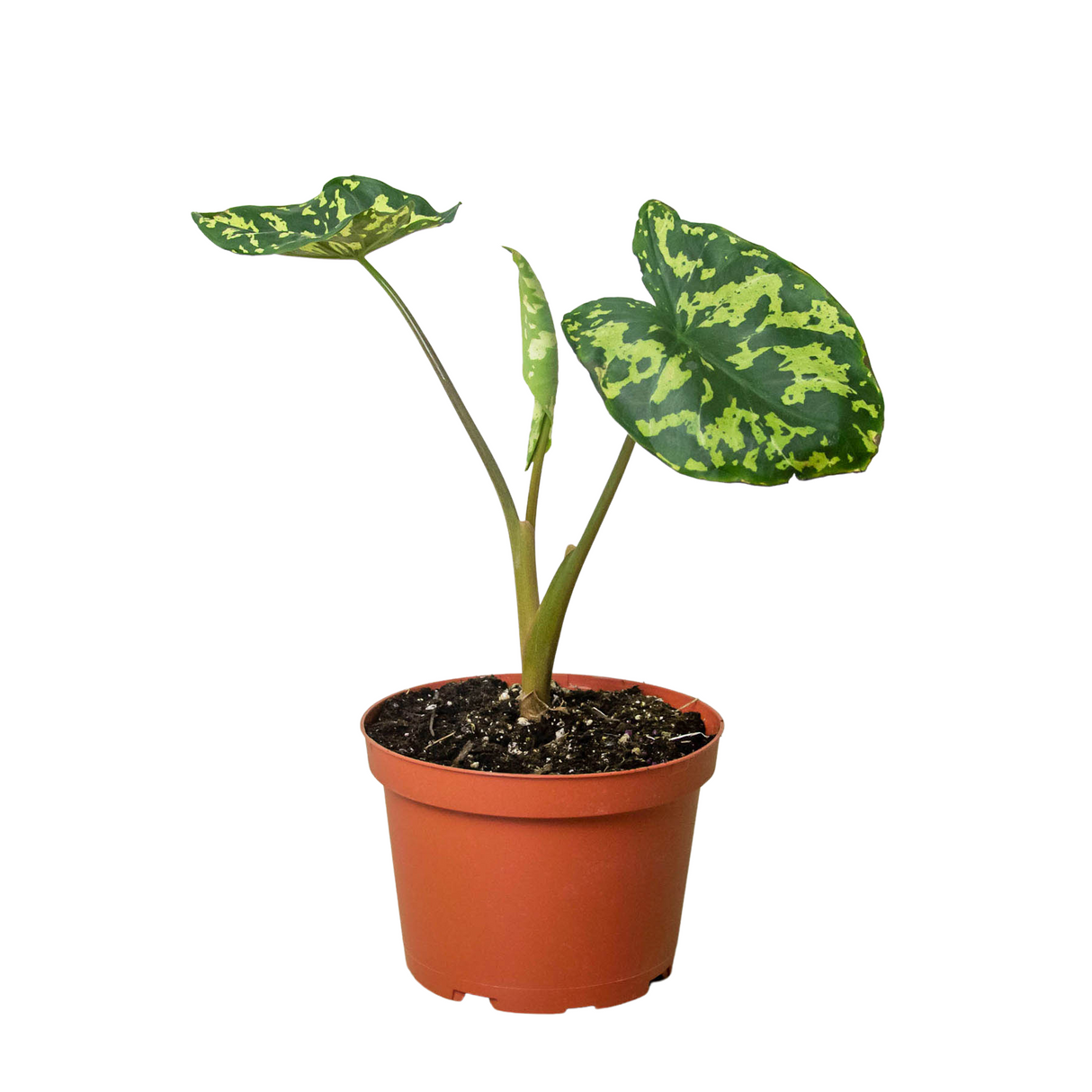 alocasia hilo beauty houseplant in 6 inch nursery planter on white background