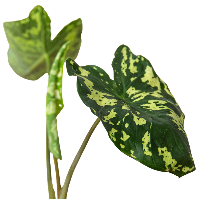 alocaría hilo beauty houseplant foliage on white background