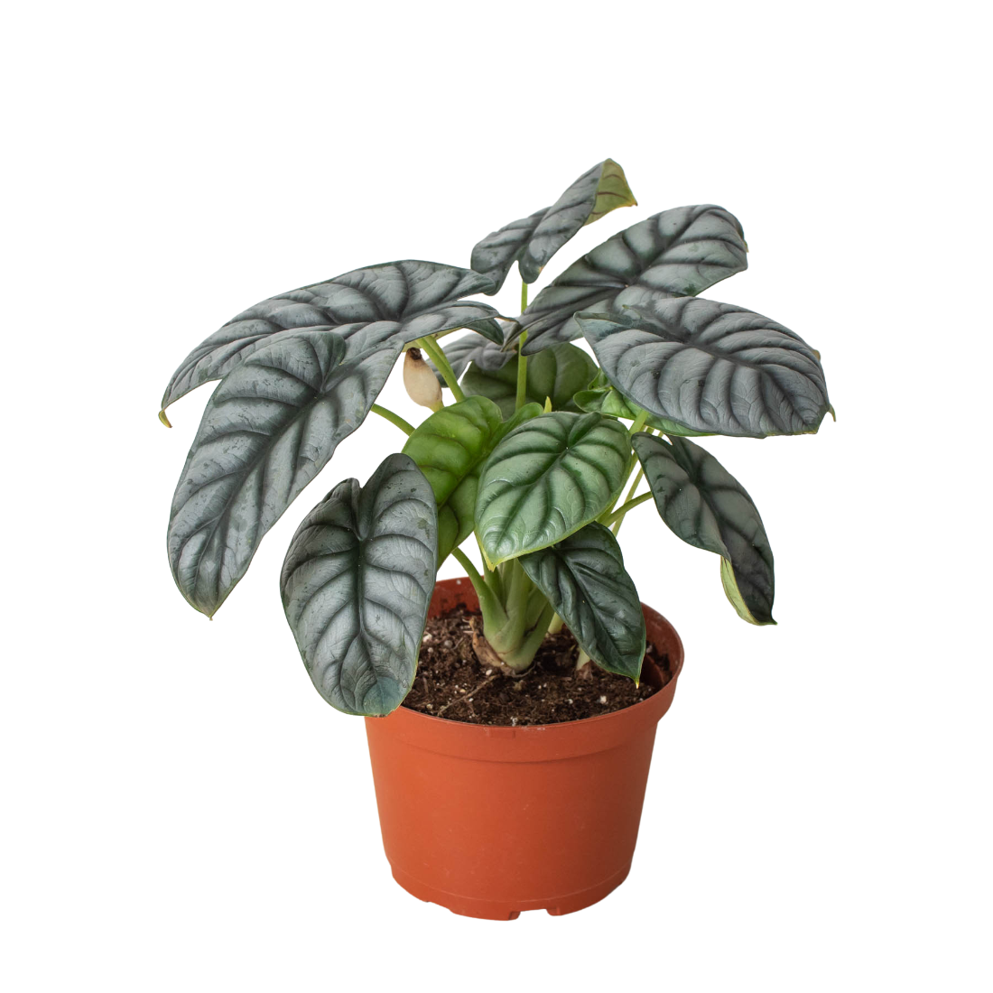 alocasia silver dragon plant in 6 inch nursery planter on white background