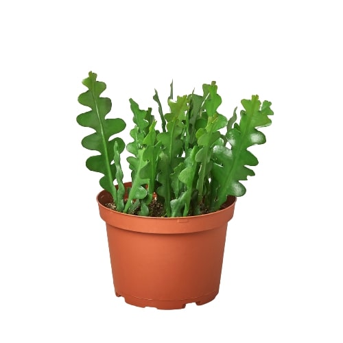 'Ric Rac' Fishbone Cactus